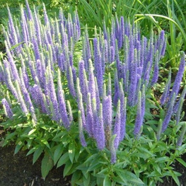 Вероника колосковая Блю Тон (Veronica spicata 'Blue Tone')