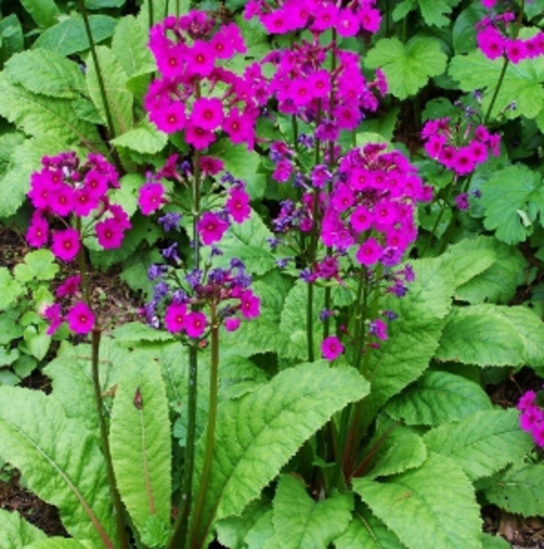 Примула японская (Primula japonica)