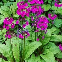 Примула японская (Primula japonica)
