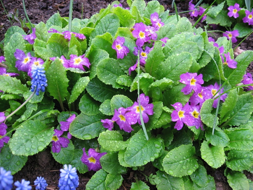 Примула весенняя (Primula veris)