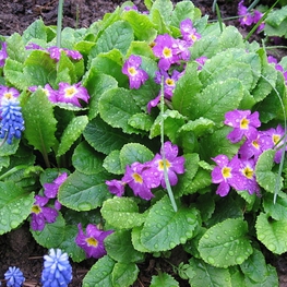Примула весенняя (Primula veris)