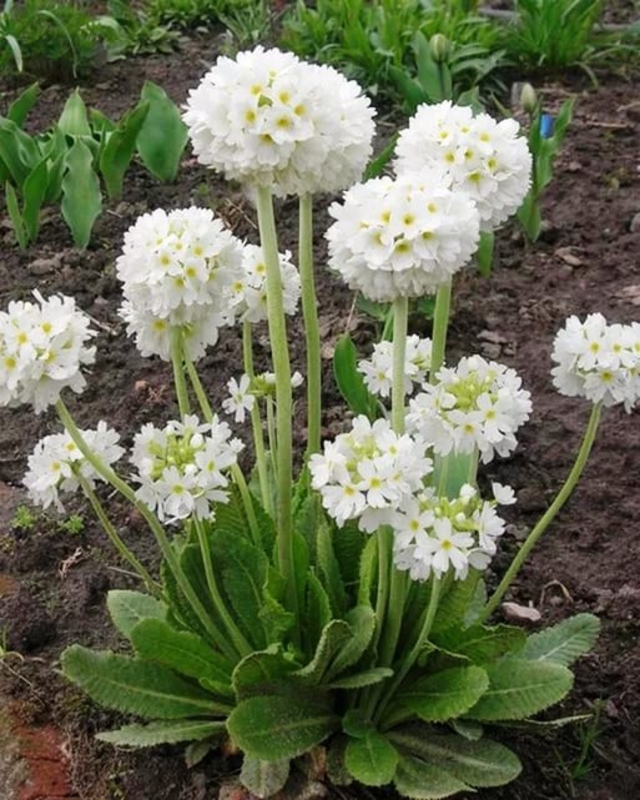 Примула мелкозубчатая Альба (Primula denticulata 'Alba')