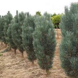 Сосна обыкновенная Фастигиата (Pinus sylvestris 'Fastigiata')