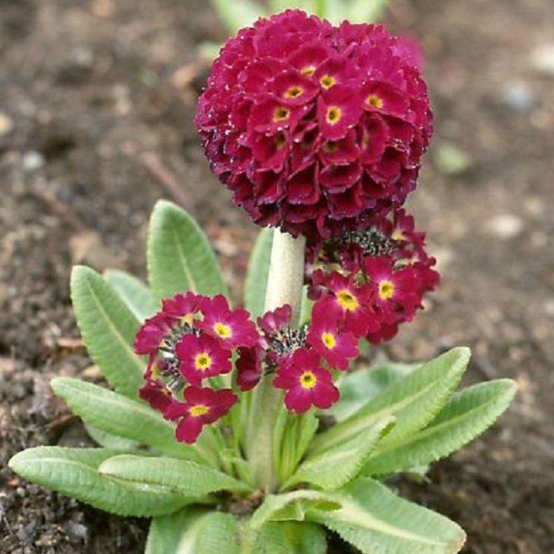 Примула мелкозубчатая Рубин (Primula denticulata 'Rubin')