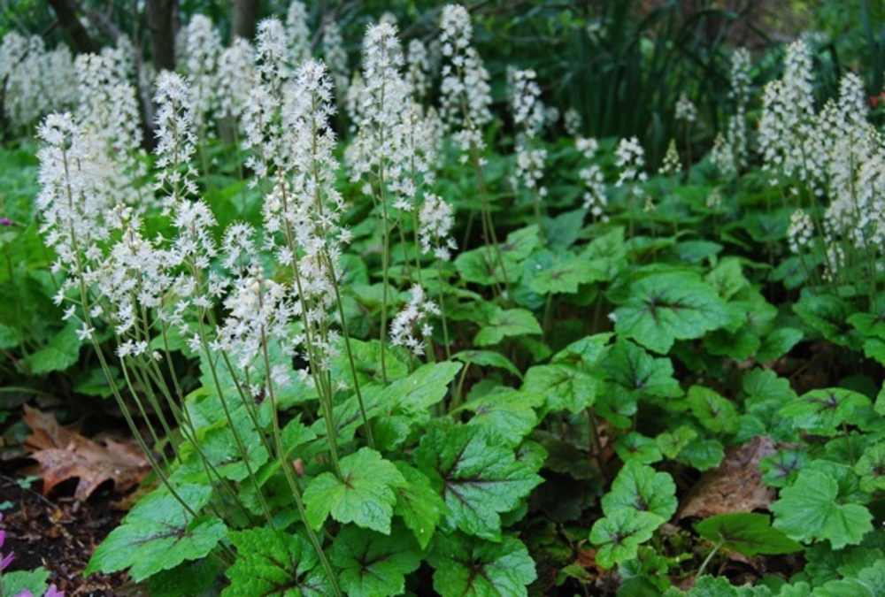 Тиарелла сердцелистная (Tiarella cordifolia)