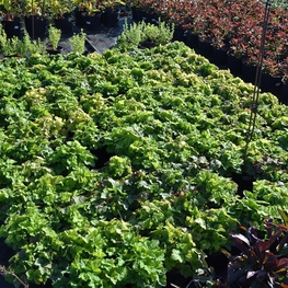 Тиарелла сердцелистная (Tiarella cordifolia)