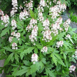 Тиарелла сердцелистная Старберст (Tiarella cordifolia 'Starburst')