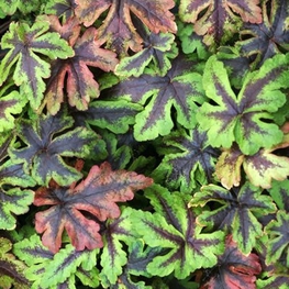 Тиарелла сердцелистная Джиперс Криперс (Tiarella cordifolia 'Jeepers Creepers')