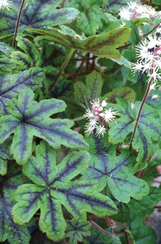 Тиарелла сердцелистная Хэппи Трейлс (Tiarella cordifolia 'Happy Trails')