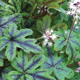 Тиарелла сердцелистная Хэппи Трейлс (Tiarella cordifolia 'Happy Trails')