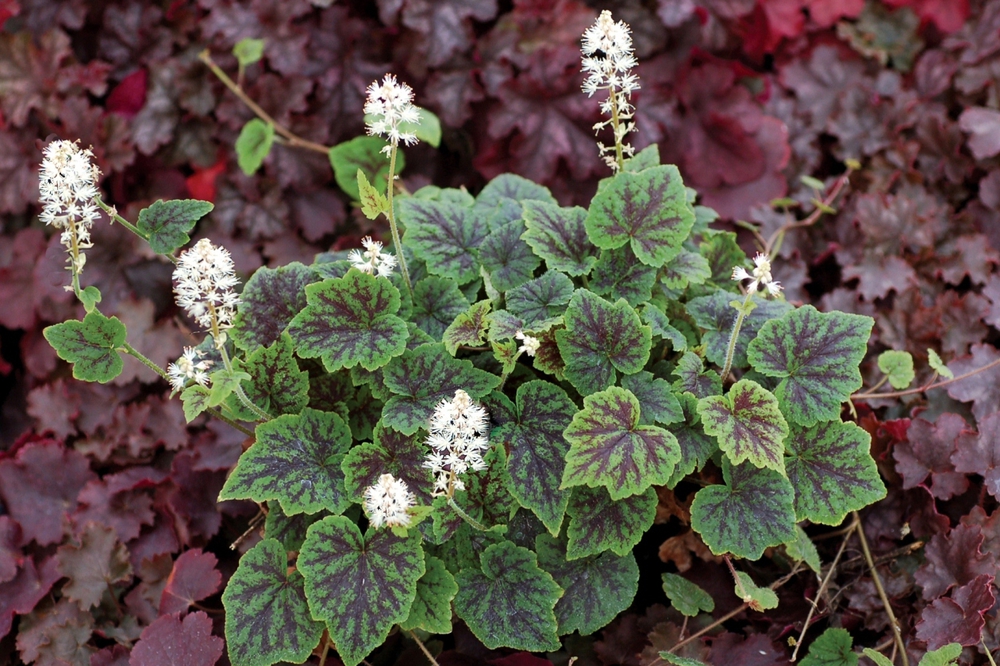 Тиарелла сердцелистная Аппалачиан Трейл (Tiarella cordifolia 'Appalachian Trail')