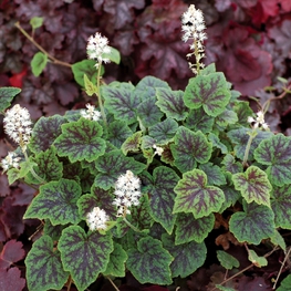 Тиарелла сердцелистная Аппалачиан Трейл (Tiarella cordifolia 'Appalachian Trail')