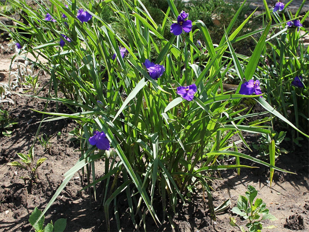 Традесканция виргинская (Tradescantia virginiana)