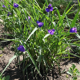 Традесканция виргинская (Tradescantia virginiana)