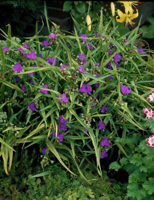 Традесканция Андерсона Рубра (Tradescantia x andersoniana 'Rubra')