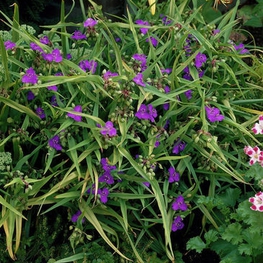 Традесканция Андерсона Рубра (Tradescantia x andersoniana 'Rubra')