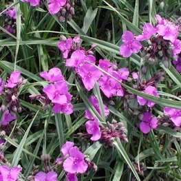 Традесканция Андерсона Конкорд Грейп (Tradescantia x andersoniana 'Concord Grape')