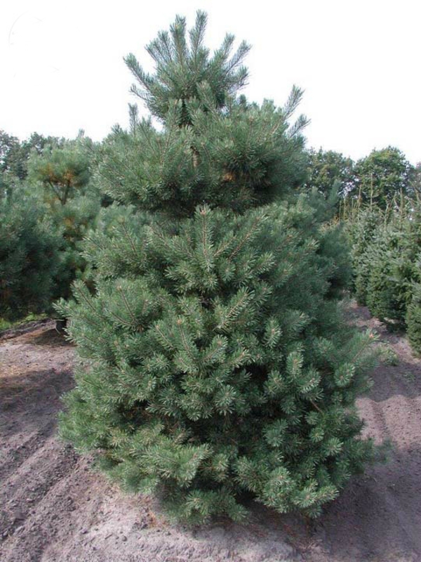 Сосна обыкновенная Норске Тип (Pinus sylvestris 'Norske Typ')