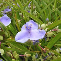 Традесканция Андерсона Перпл Дом (Tradescantia x andersoniana 'Purple Dome')