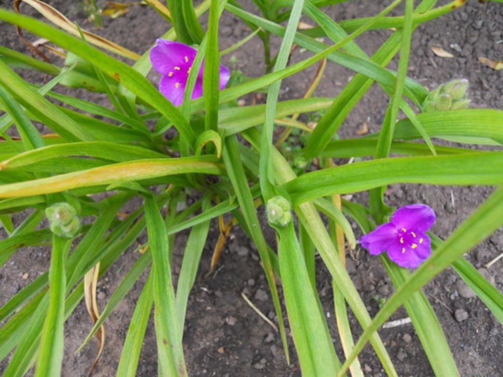 Традесканция Андерсона Вэлор (Tradescantia x andersoniana 'Valour')