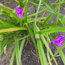 Традесканция Андерсона Вэлор (Tradescantia x andersoniana 'Valour')