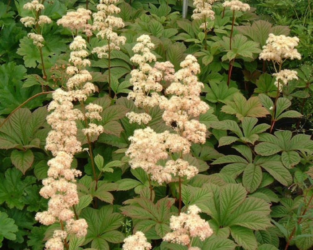 Роджерсия перистая Элеганс (Rodgersia pinnata 'Elegans')