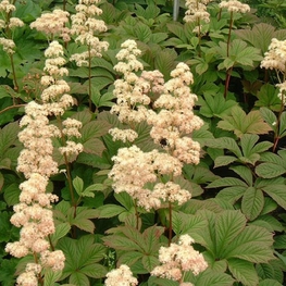 Роджерсия перистая Элеганс (Rodgersia pinnata 'Elegans')