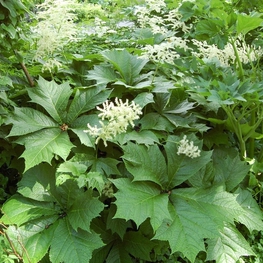 Роджерсия стополистная (Rodgersia podophylla)