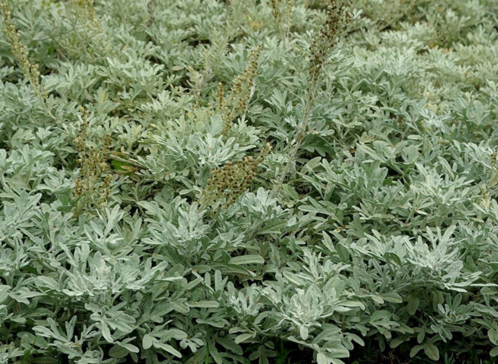 Полынь Стеллера Стеллериана (Artemisia stelleriana 'Stelleriana')