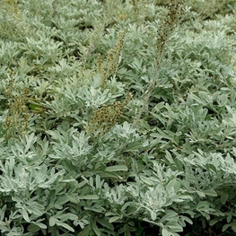 Полынь Стеллера Стеллериана (Artemisia stelleriana 'Stelleriana')