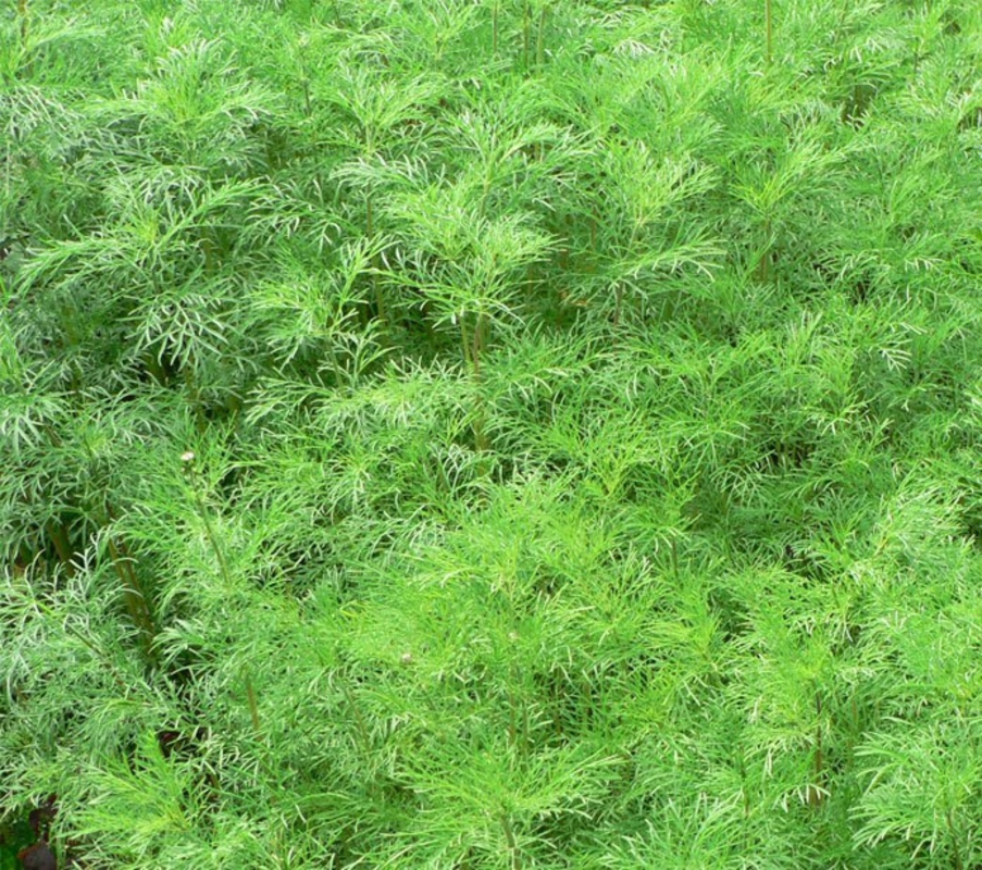 Полынь древовидная (Artemisia arborescens)