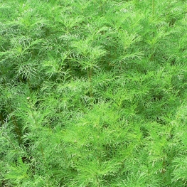 Полынь древовидная (Artemisia arborescens)