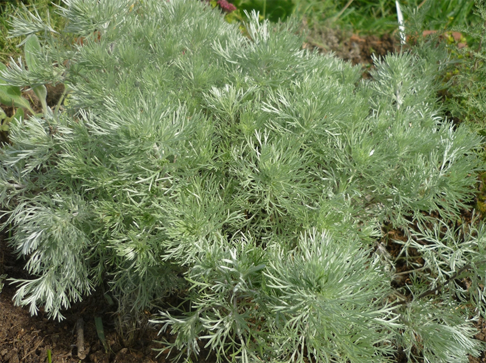 Полынь Шмидта Нана (Artemisia schmidtiana 'Nana')