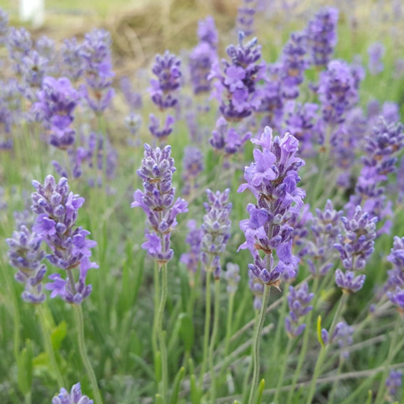 Лаванда узколистная Манстед (Lavandula angustifolia 'Munstead')