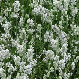 Лаванда узколистная Альба (Lavandula angustifolia 'Alba')
