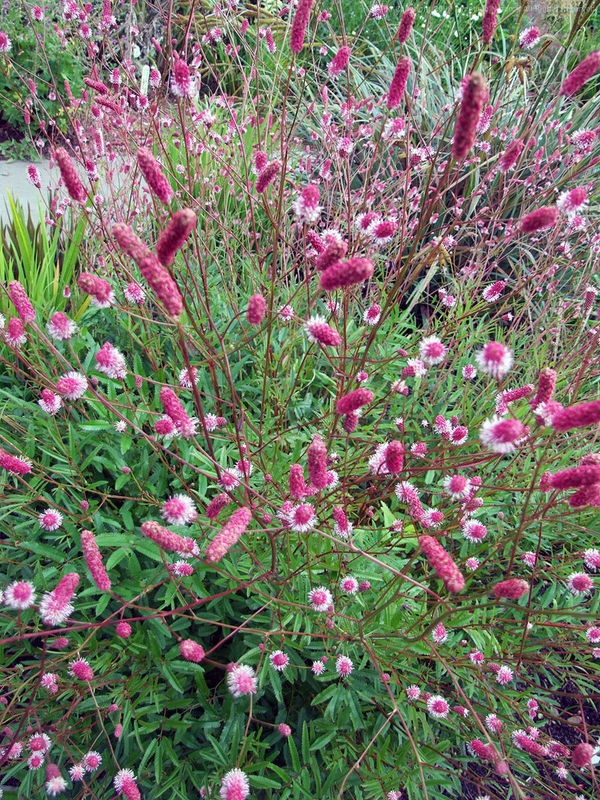 Кровохлебка лекарственная Пинк Танна (Sanguisorba officinalis 'Pink Tanna')
