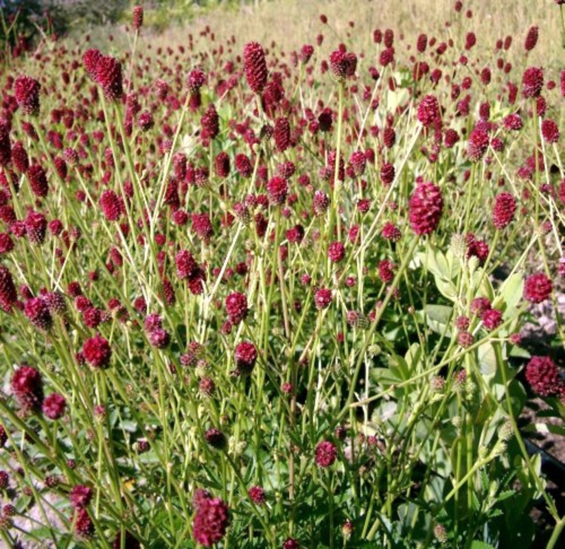 Кровохлебка лекарственная Ред Тандер (Sanguisorba officinalis 'Red Thunder')