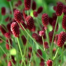 Кровохлебка лекарственная Танна (Sanguisorba officinalis 'Tanna')