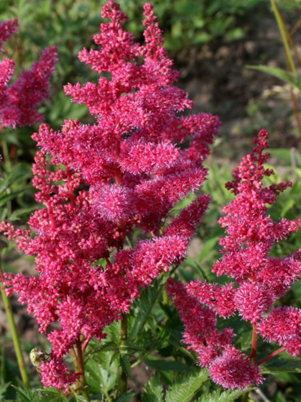 Кровохлебка тонколистная Альбифлора (Sanguisorba tenuifolia 'Albiflora')