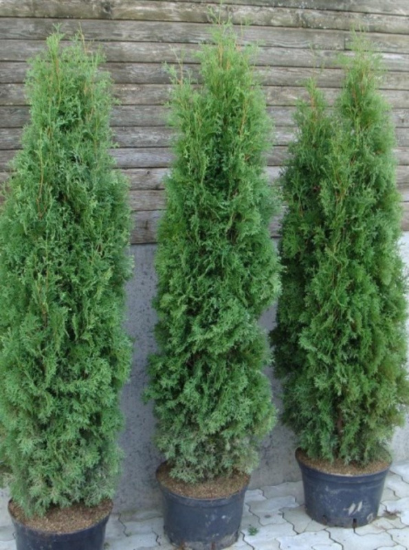 Туя западная Хабнер (Thuja occidentalis 'Huebner')