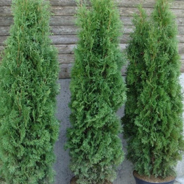Туя западная Хабнер (Thuja occidentalis 'Huebner')
