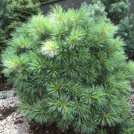 Сосна веймутова Блю Шэг (Pinus strobus 'Blue Shag')