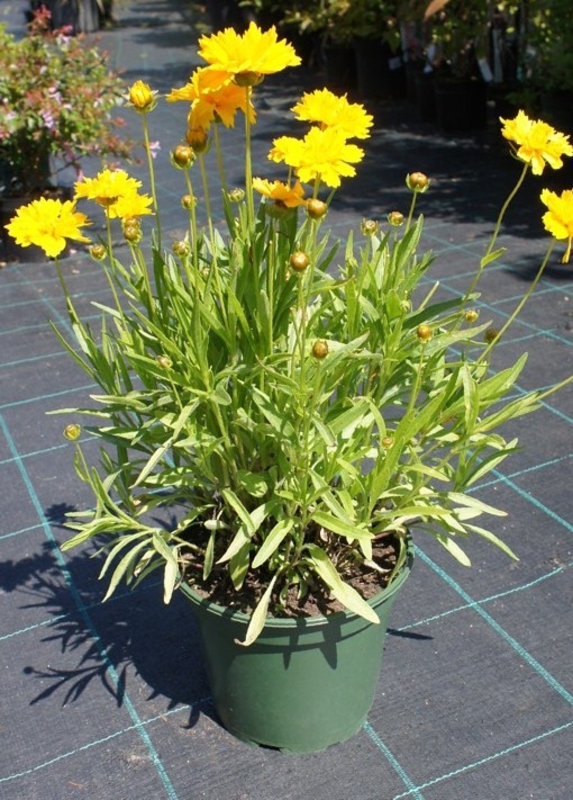 Кореопсис крупноцветковый (Coreopsis grandiflora)
