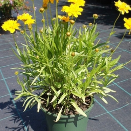 Кореопсис крупноцветковый (Coreopsis grandiflora)