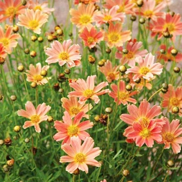 Кореопсис мутовчатый (Coreopsis verticillata)