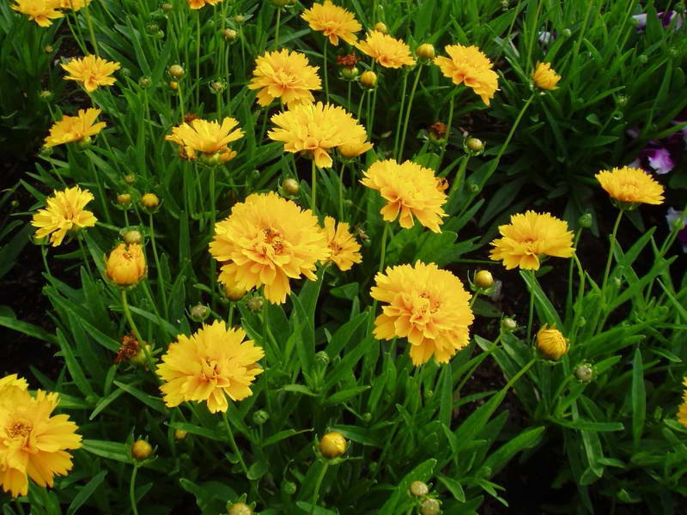 Кореопсис крупноцветковый Эрли Санрайз (Coreopsis grandiflora 'Early Sunrise')