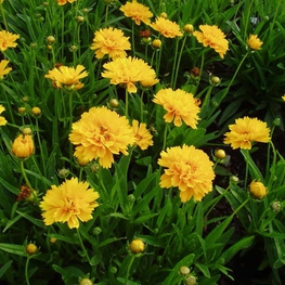Кореопсис крупноцветковый Эрли Санрайз (Coreopsis grandiflora 'Early Sunrise')