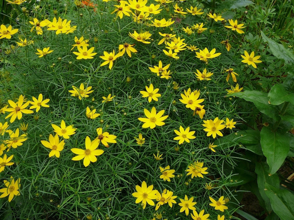 Кореопсис мутовчатый Загреб (Coreopsis verticillata 'Zagreb')