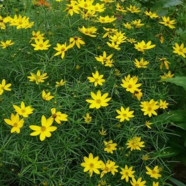 Кореопсис мутовчатый Загреб (Coreopsis verticillata 'Zagreb')
