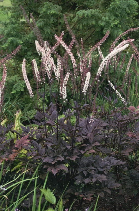 Клопогон обыкновенный Брюнет (Cimicifuga simplex 'Brunette')